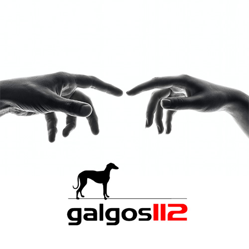 112 Galgos, notre ONG de février