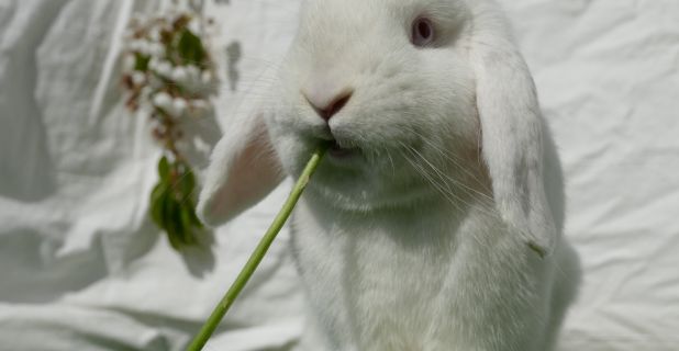 Cosmétiques non testés sur les animaux