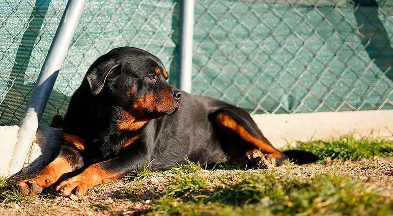 Perro Rottweiler tumbado en un cesped al lado de una valla
