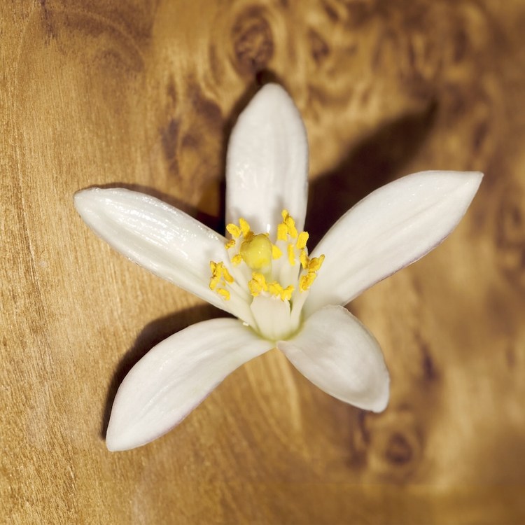 Chloé Le Nectar
