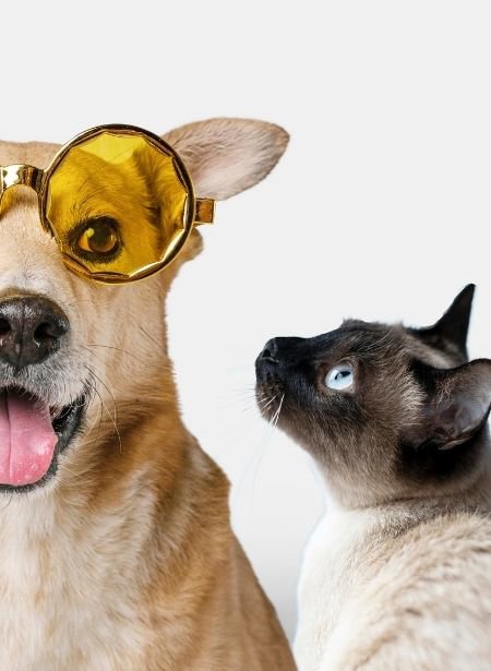 Banner Animaux fr