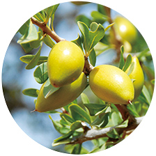 Cleansing Oil de Sensai